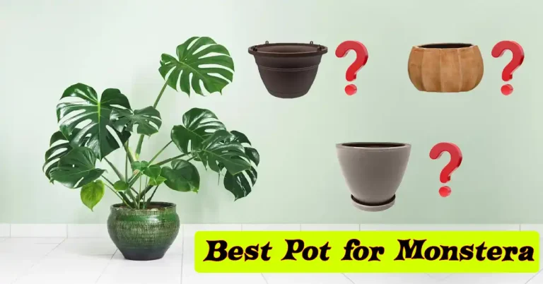 How to Choose the Perfect Pot for Your Monstera